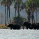 Elephants in Liwonde National Park