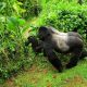 Gorillas in Bwindi Impenetrable National Park