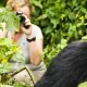 Tourist Photographing a Gorilla in Uganda
