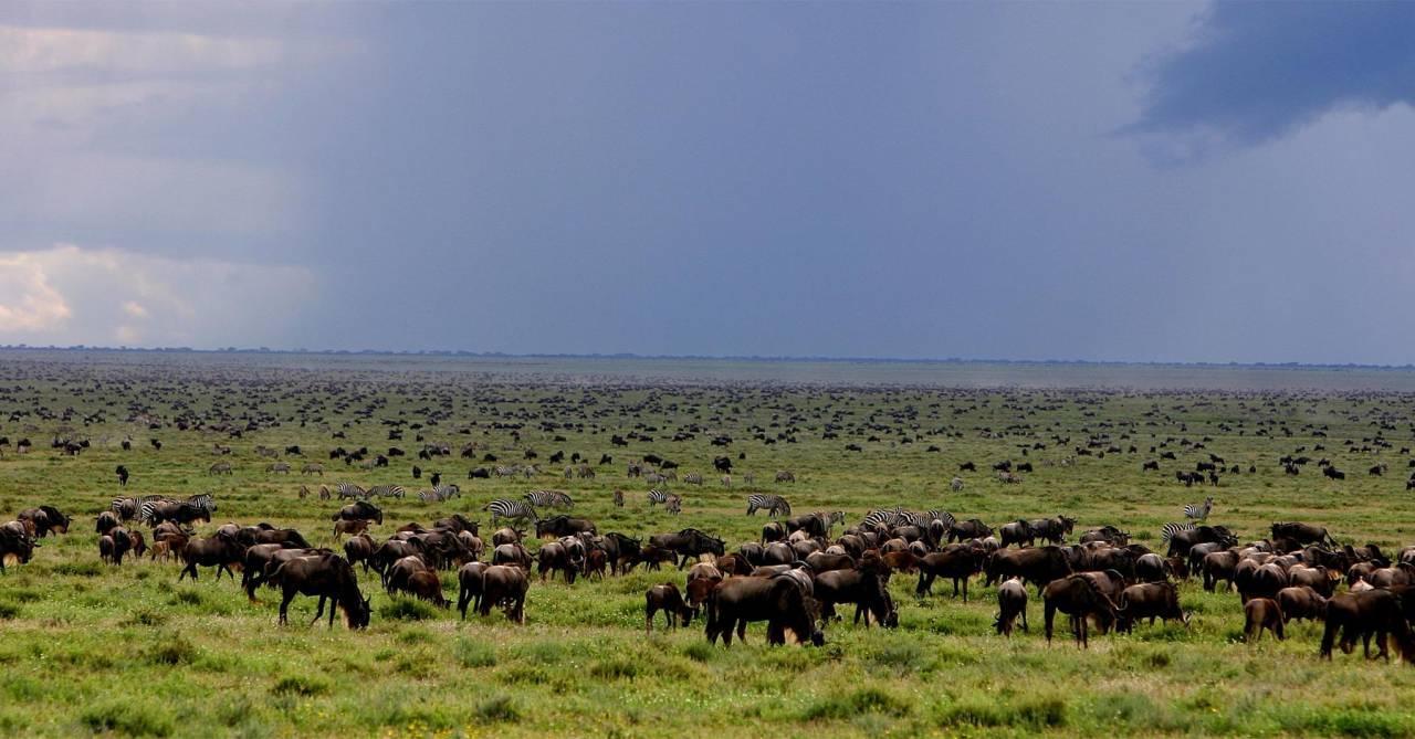 Herds of Wildebeest filling the plains in the Ngorongoro Conservation area