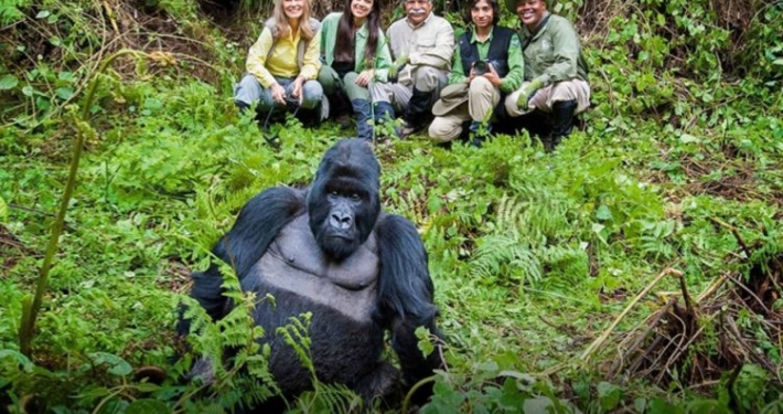Gorilla Trekking