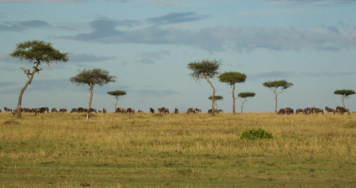 African Safari Tours